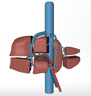 Sections of the Liver